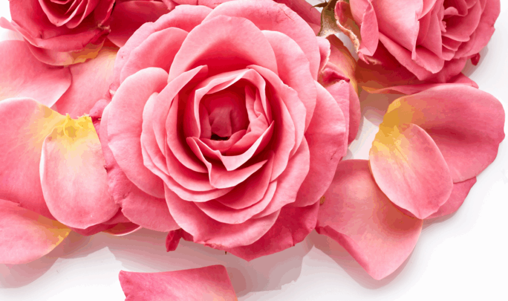 blossoming rose