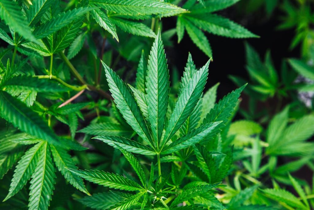 Cannabis leaves