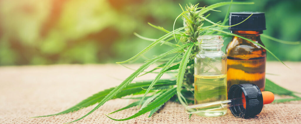cannabis plant and oil
