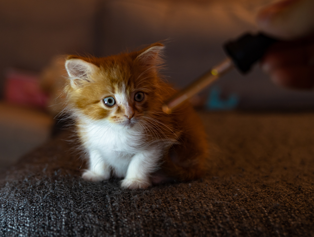 SoRSE WHAT YOU SHOULD KNOW ABOUT CBD FOR PETS